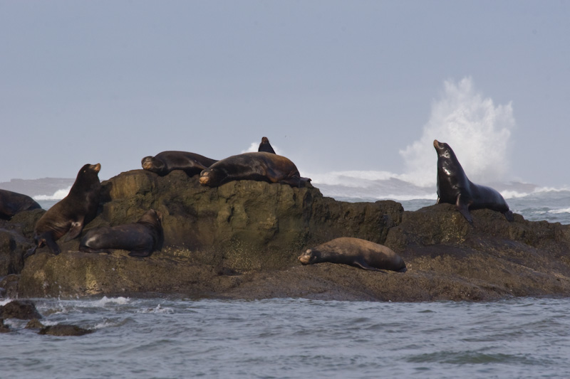 Waves Breaking Behind California Sealions